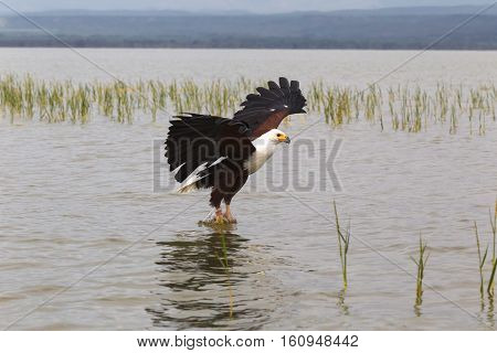 Eagle fisherman. Eagle from Lake Baringo. Kenya, Africa