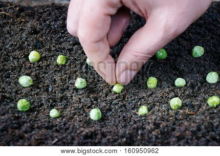 Planting peas seed on wet soil in spring garden