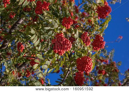 Branch of a mountain ash with red berries against the blue sky