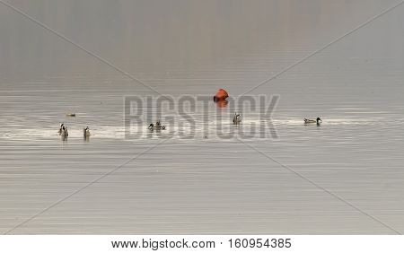 Nile geese in the Danube with shadowplay colorful water