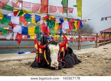 Decorated wild yak animals used for tourist ride near Tsomgo (Changu) lake, East Sikkim India.