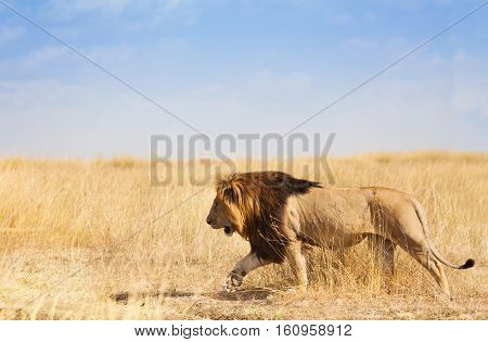 Side view portrait of big lion walking and hunting in the grass of savannah