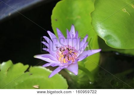 purple lotus in thw water pot with bee