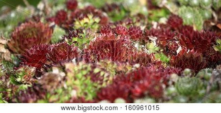 Houseleek succulent plant variety