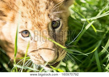 Portrait Of Lion Cub