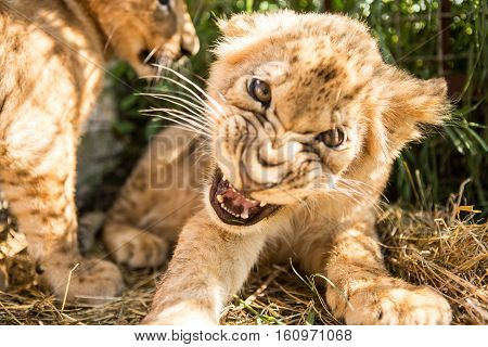Portrait Of Lion Cub