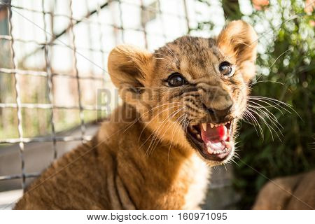 Portrait Of Lion Cub