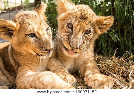 Portrait Of Two Lion Cubs