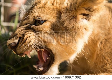 Portrait Of Lion Cub