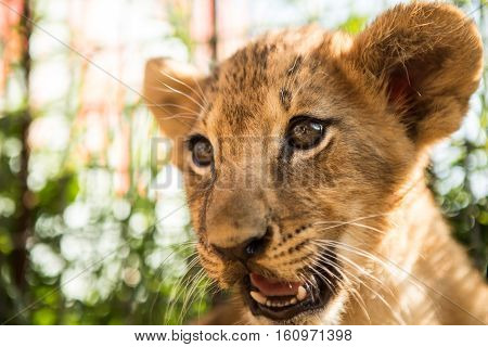 Portrait Of Lion Cub