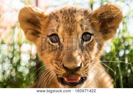 Portrait Of Lion Cub