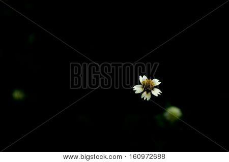 Flower on black back groung in Thailand