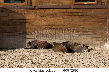 group of wild boars resting near pigsty in zoo