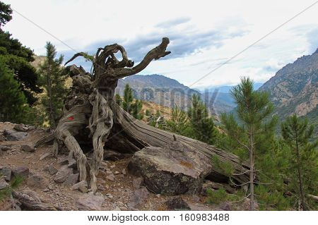 The view of tangled tree roots with mountain landscape on background.