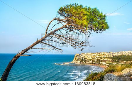 peschici gargano italy aleppo pine tree lashed wind mediterranean