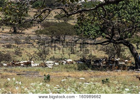 Goat herd near Wadi Derbat region in the Sultanate of Oman