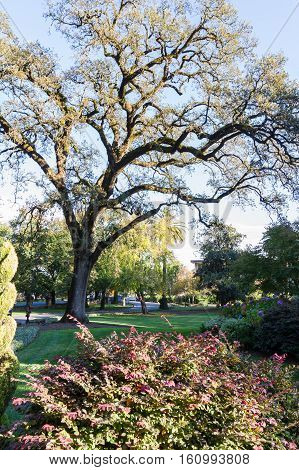 Beautiful Old Oak Tree
