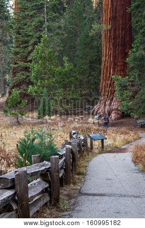 Giant Sequoias In California