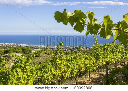 Vineyards of the Alella wine region in the vicinity of Barcelona on the Mediterranean Sea.
