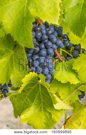 Vineyards of the Alella wine region in the vicinity of Barcelona on the Mediterranean Sea.