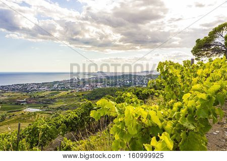 Vineyards of the Alella wine region in the vicinity of Barcelona on the Mediterranean Sea.