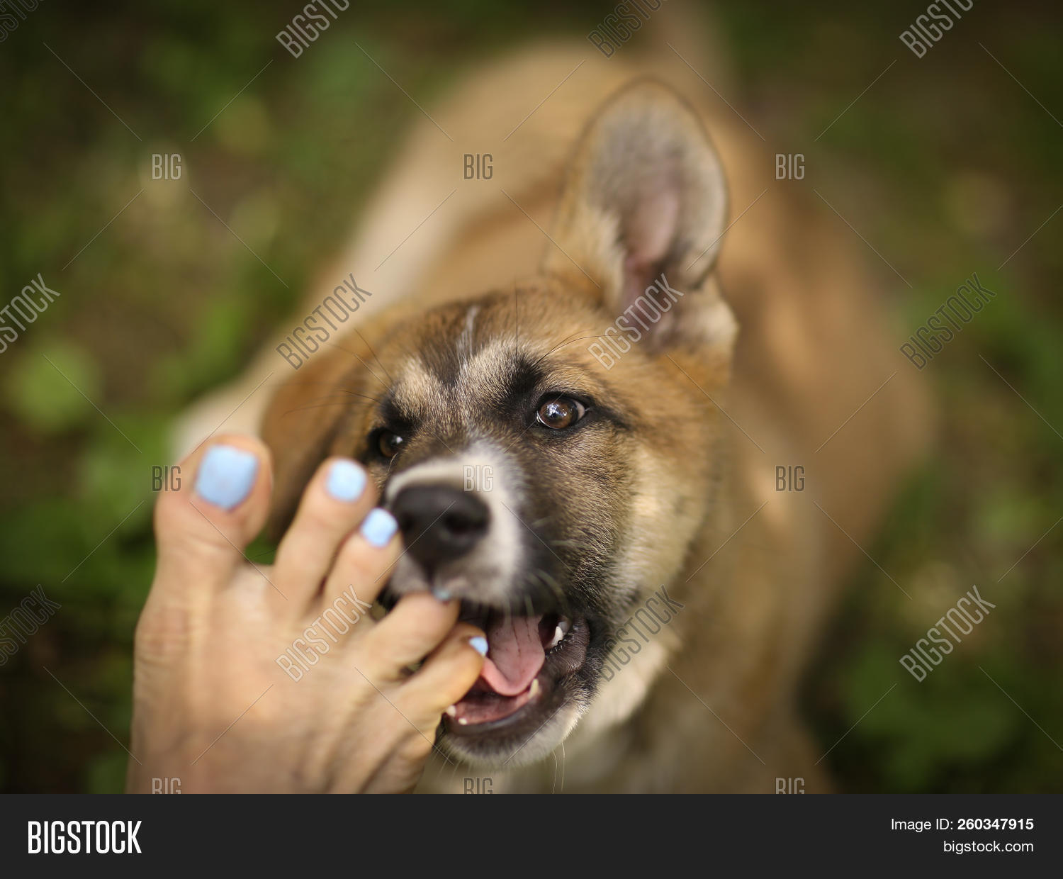 German Shepherd Biting