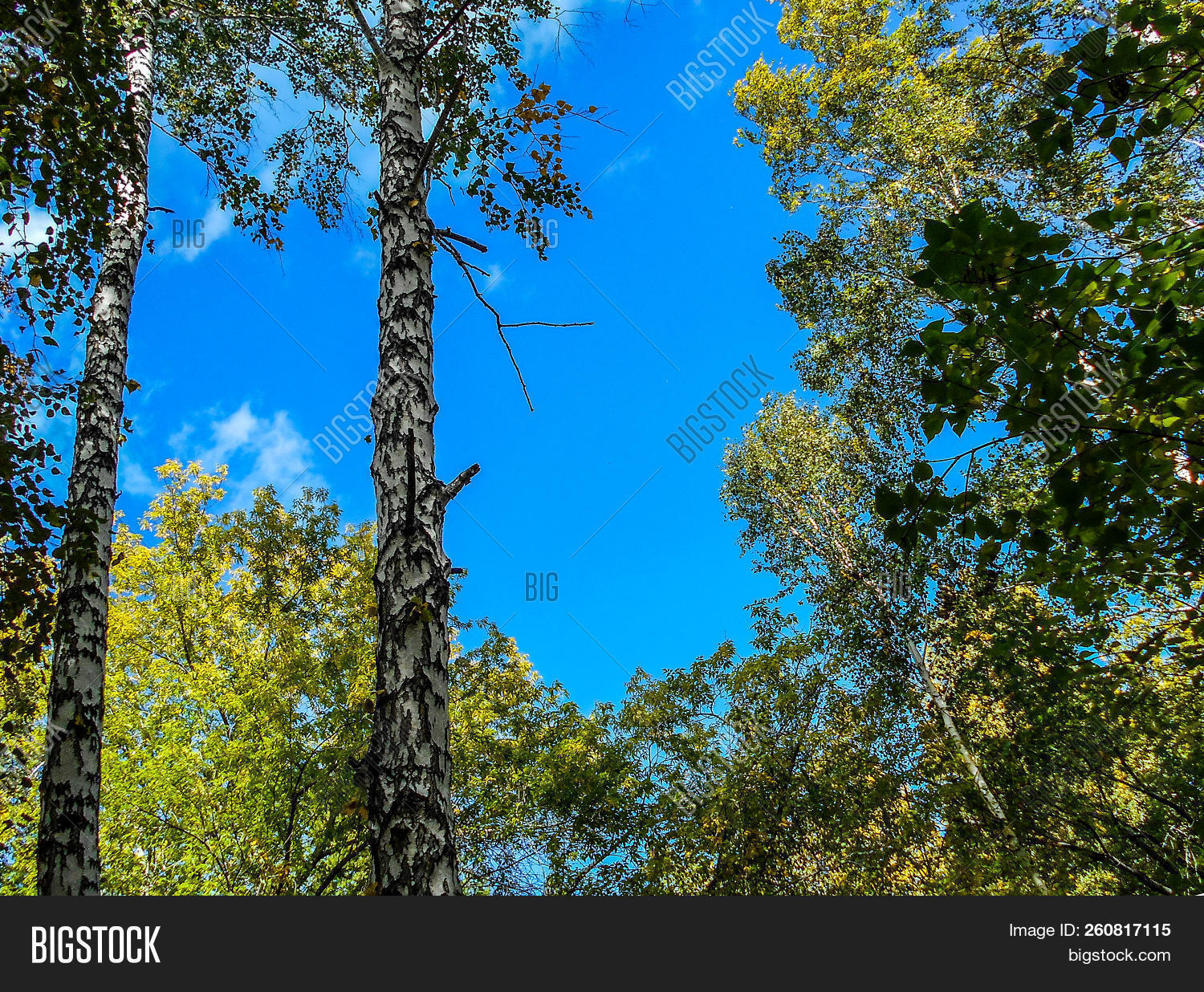 Forest Spring Image & Photo (Free Trial) | Bigstock