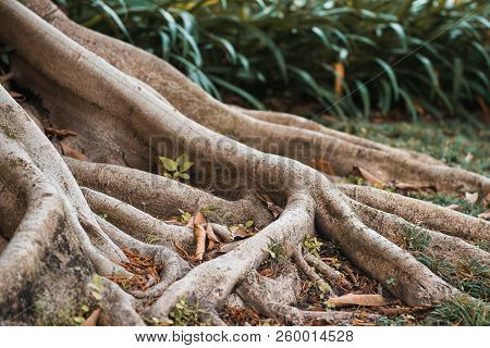 Roots Of Old Tree Are Below Surface Of Earth. Plants, Eath, Gardening, Environment Protection Theme.