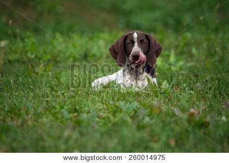 German Shorthaired Pointer, German Kurtshaar One Brown Spotted Puppy Lies On Green Grass On Field, P