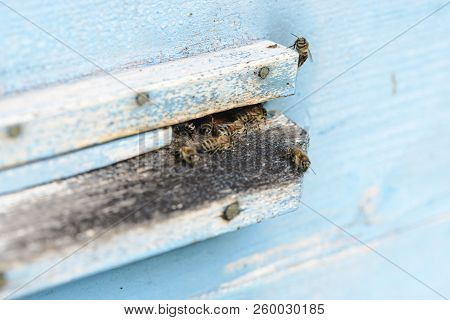 In The Hive There Are Few Bees.the Extinction Of The Population Of Bee Colonies
