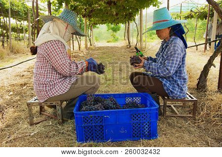Nakhon Ratchasima, Thailand - April 10, 2010: Women  Harvest Grapes At The Plantation In Nakhon Ratc