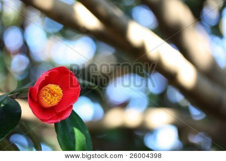 Camelia