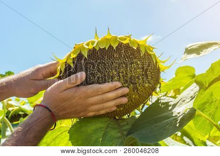 The Man Tries The Sunflower Seeds In His Hand, Analyzing The Fullness And Quality. The Concept Of Fe