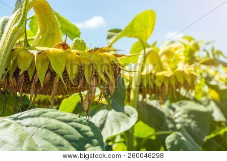 Sunflowers In The Phase Of Filling Seeds, In A Field, Under A Blue Sky With Clouds