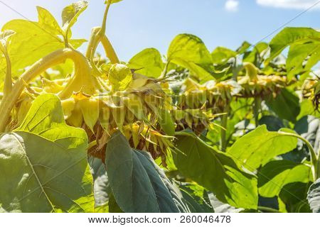 Sunflowers In The Phase Of Filling Seeds, In A Field, Under A Blue Sky With Clouds
