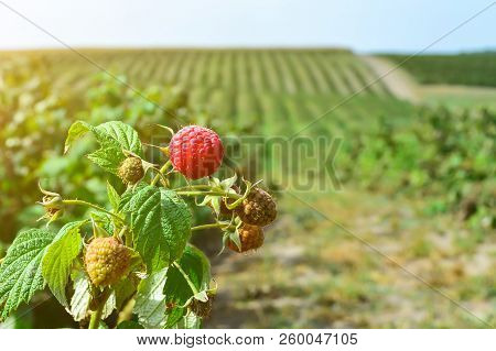 Raspberries On The Plantation During The Harvest Period
