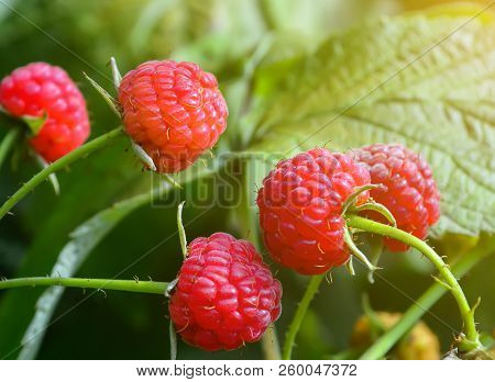 Raspberries On The Plantation During The Harvest Period