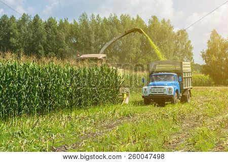 Harvest Of Juicy Corn Silage By A Combine Harvester And Transportation By Trucks, For Laying On Anim