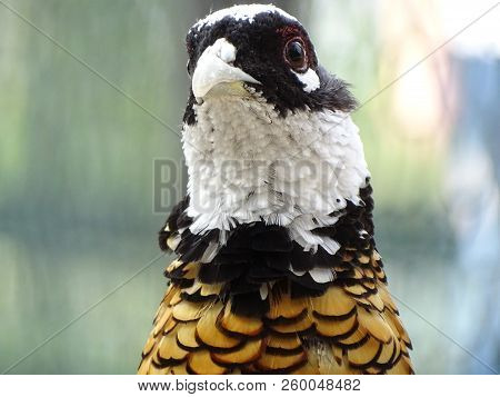 Close Up Of Reeve's Pheasant - Pheasant Chinese Endangered
