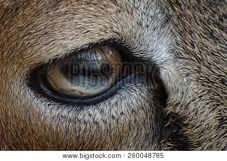 Close Up With The Mouflon Female, Mouflon Eyes - Zoo / Wild Animal In Nature