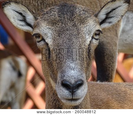 Close Up With Moufflon Female, Front View - Animal At Zoo / Wild In Nature