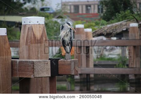 Heron Standing On A Mooring Post Searching For Fish In The Canal Hollandsche Ijssel At Gouda In The 