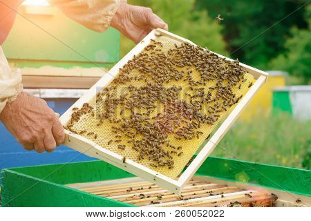 The Beekeeper Holds A Honey Cell With Bees In His Hands. Apiculture. Apiary