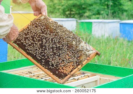 The Beekeeper Holds A Honey Cell With Bees In His Hands. Apiculture. Apiary