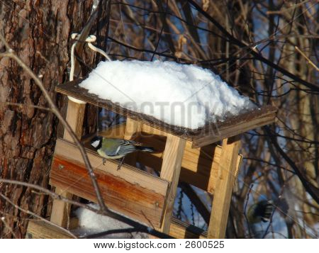 Tomtit In una scatola di alimentazione