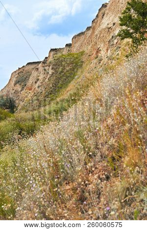 wildflowers on high coast by the sea, beautiful summer landscape, travel concept