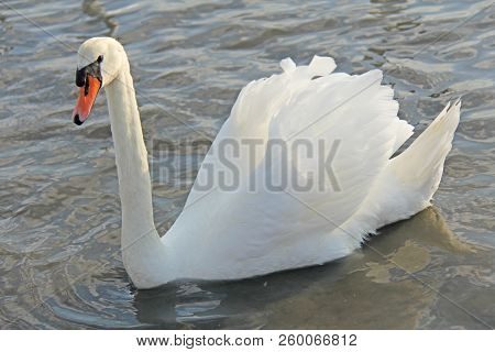 White And Black Swans Swim In The Lake In Summer Or Autumn. Beautiful White Swans
