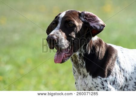 German Shorthaired Pointer, German Kurtshaar One Brown Spotted Puppy, Close-up Portrait, A Dog On Th