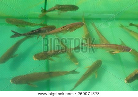 Catfish Swimming In The Pool On The Farm