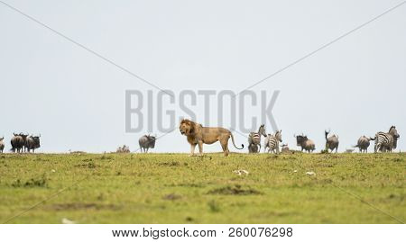 Male Lion In A Savannah With Wildebeest And Zebra Herd In Masai Mara Game Reserve, Kenya